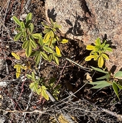 Zieria cytisoides at Tharwa, ACT - 9 Jul 2025 01:44 PM