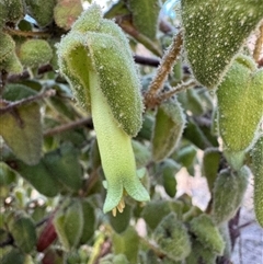 Unverified Plant at Tharwa, ACT - Today by Safarigirl