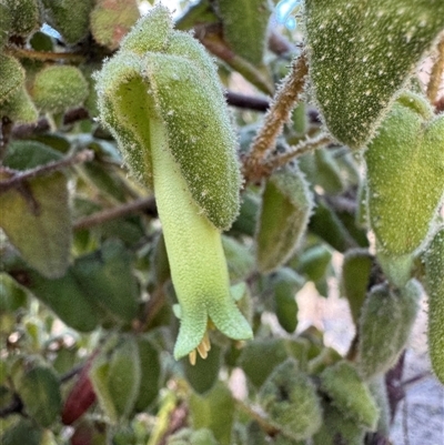 Unverified Plant at Tharwa, ACT - Today by Safarigirl