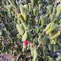 Unverified Plant at Tharwa, ACT - Today by Safarigirl