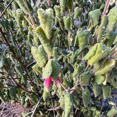 Unverified Plant at Tharwa, ACT - Today by Safarigirl