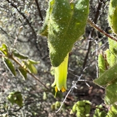 Unverified Plant at Tharwa, ACT - Today by Safarigirl