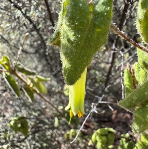 Correa reflexa var. reflexa at Tharwa, ACT - Today by Safarigirl