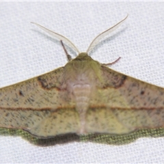 Unverified Geometer moth (Geometridae) at Bloomsbury, QLD - 25 Oct 2008 by PJH123