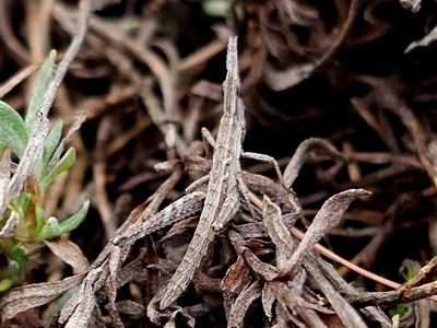 Keyacris scurra (Key's Matchstick Grasshopper) at Goulburn, NSW - 5 Jul 2025 by RobG1