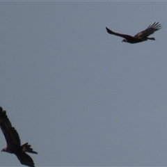 Aquila audax (Wedge-tailed Eagle) at Dry Plain, NSW - 4 Oct 2024 by AndyRoo