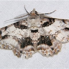Unverified Geometer moth (Geometridae) at Bloomsbury, QLD - 25 Oct 2008 by PJH123