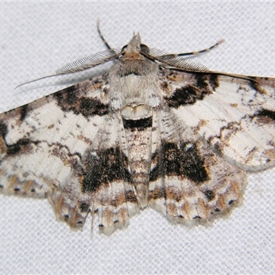 Unverified Geometer moth (Geometridae) at Bloomsbury, QLD - 25 Oct 2008 by PJH123