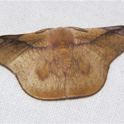 Unverified Other moth at Bloomsbury, QLD - 25 Oct 2008 by PJH123