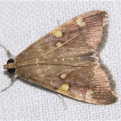 Unverified Pyralid or Snout Moth (Pyralidae & Crambidae) at Bloomsbury, QLD - 25 Oct 2008 by PJH123