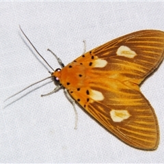 Unverified Noctuoid moth (except Arctiinae) at Bloomsbury, QLD - 25 Oct 2008 by PJH123
