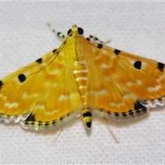 Unverified Pyralid or Snout Moth (Pyralidae & Crambidae) at Bloomsbury, QLD - 25 Oct 2008 by PJH123