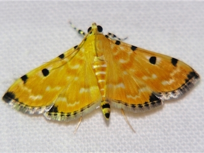 Unverified Pyralid or Snout Moth (Pyralidae & Crambidae) at Bloomsbury, QLD - 25 Oct 2008 by PJH123