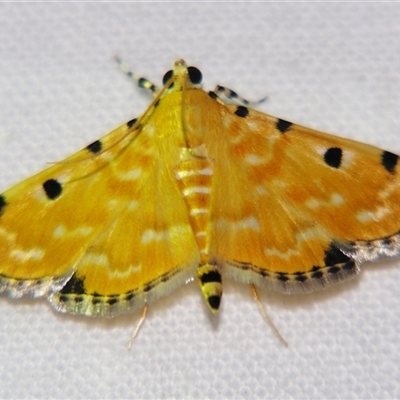 Unverified Pyralid or Snout Moth (Pyralidae & Crambidae) at Bloomsbury, QLD - 25 Oct 2008 by PJH123