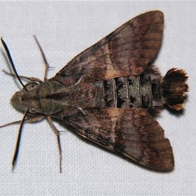 Unverified Hawk moth (Sphingidae) at Bloomsbury, QLD - 25 Oct 2008 by PJH123
