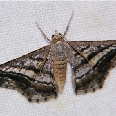 Unverified Geometer moth (Geometridae) at Bloomsbury, QLD - 25 Oct 2008 by PJH123