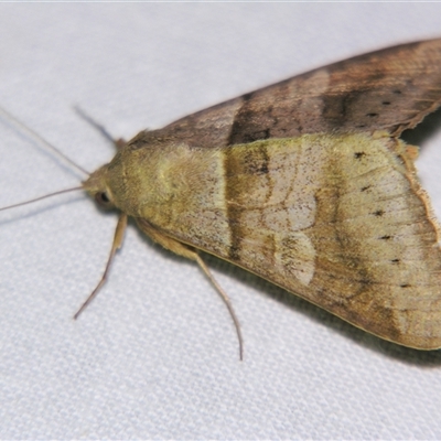 Unverified Noctuoid moth (except Arctiinae) at Bloomsbury, QLD - 25 Oct 2008 by PJH123