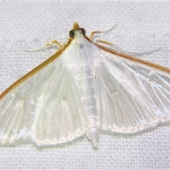 Unverified Pyralid or Snout Moth (Pyralidae & Crambidae) at Bloomsbury, QLD - 25 Oct 2008 by PJH123