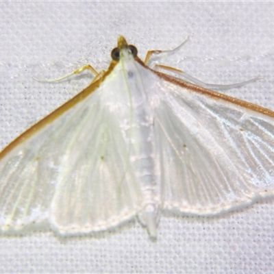 Unverified Pyralid or Snout Moth (Pyralidae & Crambidae) at Bloomsbury, QLD - 25 Oct 2008 by PJH123
