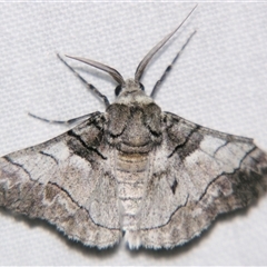 Unverified Geometer moth (Geometridae) at Bloomsbury, QLD - 25 Oct 2008 by PJH123