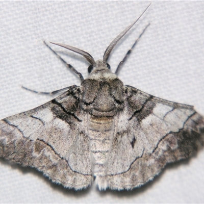 Unverified Geometer moth (Geometridae) at Bloomsbury, QLD - 25 Oct 2008 by PJH123