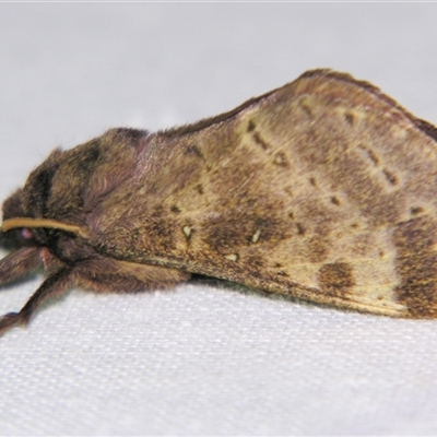 Unverified Swift and Ghost moth (Hepialidae) at Bloomsbury, QLD - 25 Oct 2008 by PJH123