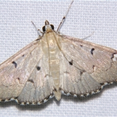 Unverified Pyralid or Snout Moth (Pyralidae & Crambidae) at Bloomsbury, QLD - 25 Oct 2008 by PJH123