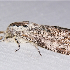 Unverified Wood moth (Cossidae) at Bloomsbury, QLD - 25 Oct 2008 by PJH123