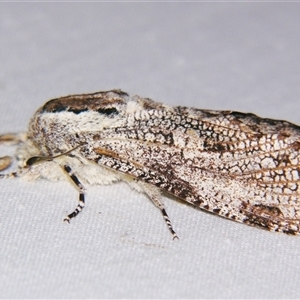 Unverified Wood moth (Cossidae) at Bloomsbury, QLD - 25 Oct 2008 by PJH123