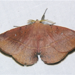Unverified Anthelid moth (Anthelidae) at Bloomsbury, QLD - 25 Oct 2008 by PJH123