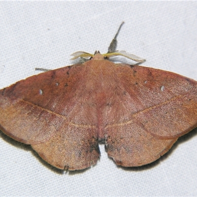 Unverified Anthelid moth (Anthelidae) at Bloomsbury, QLD - 25 Oct 2008 by PJH123