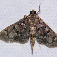 Unverified Pyralid or Snout Moth (Pyralidae & Crambidae) at Bloomsbury, QLD - 25 Oct 2008 by PJH123