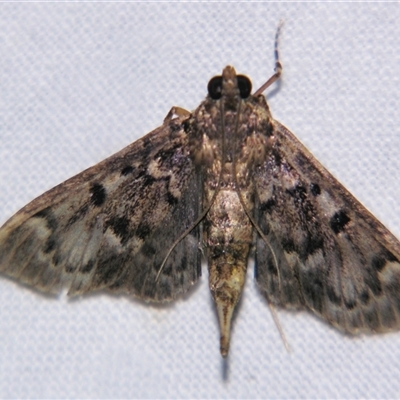Unverified Pyralid or Snout Moth (Pyralidae & Crambidae) at Bloomsbury, QLD - 25 Oct 2008 by PJH123