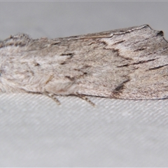 Unverified Noctuoid moth (except Arctiinae) at Bloomsbury, QLD - 25 Oct 2008 by PJH123