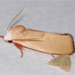 Unverified Curved-horn moth (all Gelechioidea except Oecophoridae) at Bloomsbury, QLD - 25 Oct 2008 by PJH123