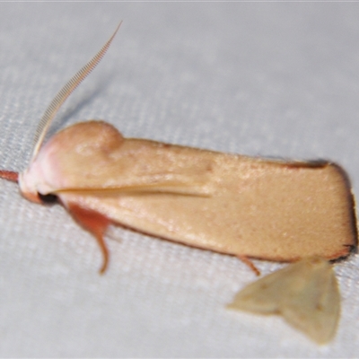 Unverified Curved-horn moth (all Gelechioidea except Oecophoridae) at Bloomsbury, QLD - 25 Oct 2008 by PJH123