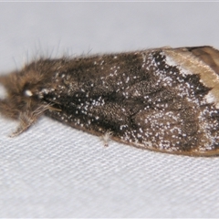Unverified Noctuoid moth (except Arctiinae) at Bloomsbury, QLD - 25 Oct 2008 by PJH123