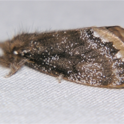 Unverified Noctuoid moth (except Arctiinae) at Bloomsbury, QLD - 25 Oct 2008 by PJH123