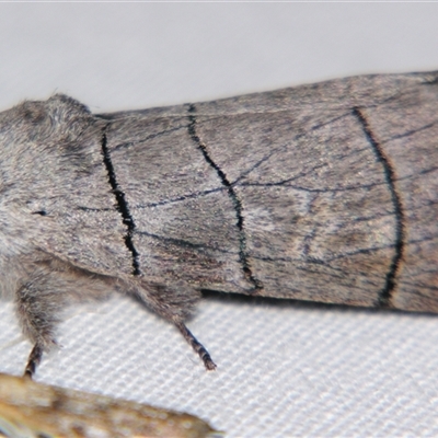 Unverified Noctuoid moth (except Arctiinae) at Bloomsbury, QLD - 25 Oct 2008 by PJH123