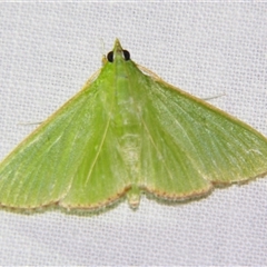 Unverified Pyralid or Snout Moth (Pyralidae & Crambidae) at Bloomsbury, QLD - 25 Oct 2008 by PJH123