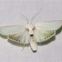 Cryptophasa (genus) at Bloomsbury, QLD - 25 Oct 2008 by PJH123