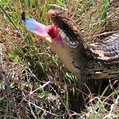 Tiliqua nigrolutea (Blotched Blue-tongue) at Dry Plain, NSW - 20 Oct 2024 by AndyRoo