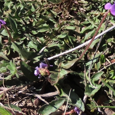 Viola betonicifolia at Dry Plain, NSW - 20 Oct 2024 by AndyRoo