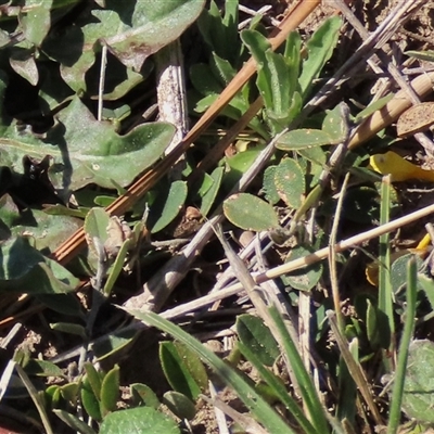 Hovea heterophylla at Dry Plain, NSW - 20 Oct 2024 by AndyRoo
