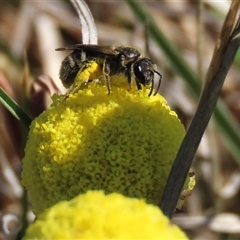 Lasioglossum (Chilalictus) sp. (genus & subgenus) at Dry Plain, NSW - 20 Oct 2024 by AndyRoo