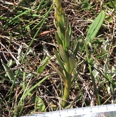 Stackhousia monogyna at Dry Plain, NSW - 20 Oct 2024 by AndyRoo