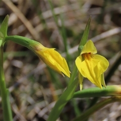 Diuris chryseopsis at Dry Plain, NSW - 20 Oct 2024 by AndyRoo