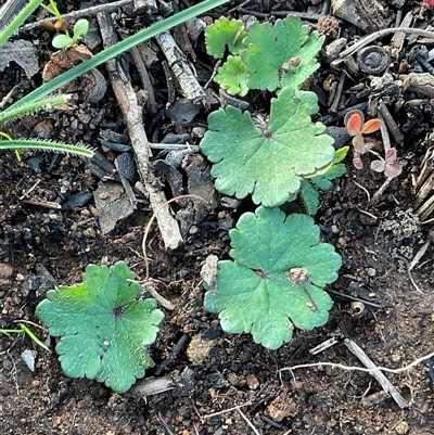 Hydrocotyle laxiflora (Stinking Pennywort) at Hawker, ACT - 9 Jul 2025 by Jennybach