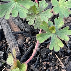 Geranium (genus) at Hawker, ACT - 9 Jul 2025 by Jennybach