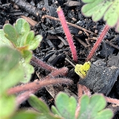 Geranium solanderi var. solanderi at Hawker, ACT - 9 Jul 2025 10:28 AM
